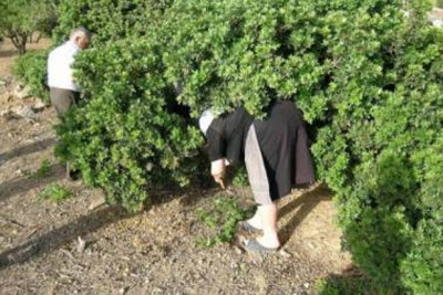 Ποιοι μαστιχοπαραγωγοί δικαιούνται οικονομική ενίσχυση