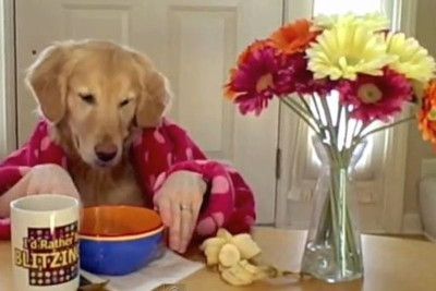Αυτό θα πει... σκυλίσια ζωή (videos)