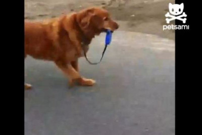 Σκύλος βγάζει βόλτα τον… εαυτό του! (video)