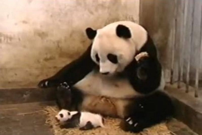 To panda φτερνίστηκε και κατατρόμαξε τη μαμά του! (video)