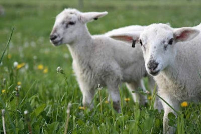 Κοπάδι πρόβατα βόσκησε… χασίς!