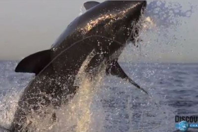 Συγκλονιστικό: Δείτε σε slow motion την επίθεση καρχαρία (video)