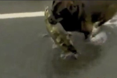 Δείτε το σκύλο που ψαρεύει σολωμούς στο ποτάμι (video)