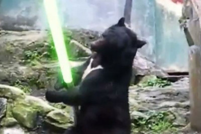 Δείτε την αρκούδα... Τζεντάι! (video)
