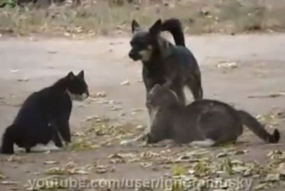 Σκυλίσια... αστυνομική περιπολία! (video)