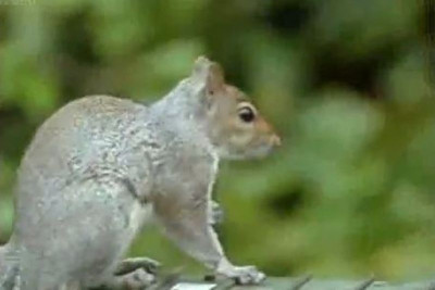 Δεν θα πιστεύετε τι έκανε αυτός ο σκίουρος! (video)