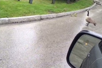 NBA: Φιλόζωος ο Τέρνερ (video)