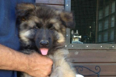 Ολυμπιακός: Ο νέος σκύλος του Γκρέκο