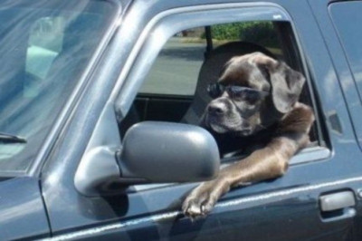 Ποια σήματα της τροχαίας αντιστοιχούν στα ζώδια;