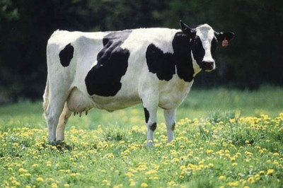 Άδοξο τέλος για αγρότη - Κοιμόταν και μία αγελάδα...