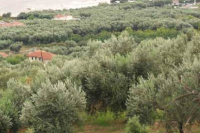 Σοκ στη Ρόδο: Τον κάρφωσε στο στήθος με ψαλίδι κλαδέματος