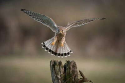 Ελεύθερο το ύποπτο για κατασκοπεία υπέρ του Ισραήλ γεράκι