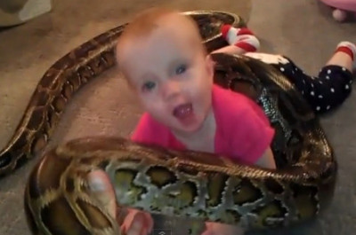 Τι πιο φυσιολογικό από το να παίζει ένα μωρό με ένα τεράστιο φίδι; (Αληθινό βίντεο)