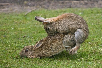 Λότους: Ο Ραϊκόνεν, το σεξ και τα… κουνέλια