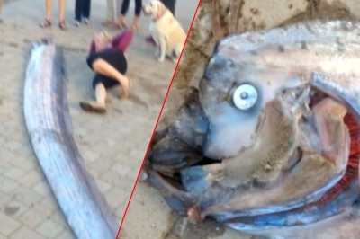 ΣΟΚ: Επιασαν ψάρι... τέρας στην Καλιφόρνια (photo)