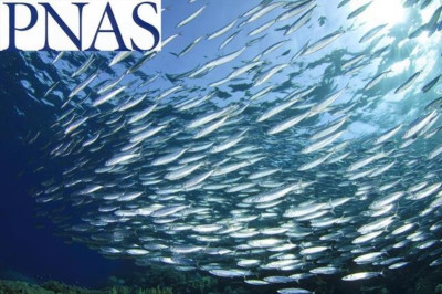 Γιατί ο άνθρωπος μοιάζει με τις... αντζούγιες