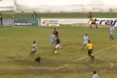 Βραζιλία: Σκύλος πήγε να βάλει γκολ! (video)