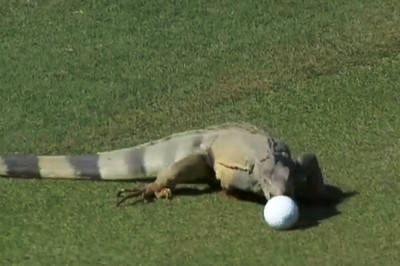 Πουέρτο Ρίκο: Ιγκουάνα προσπαθεί να φάει το μπαλάκι του γκολφ! (videos)