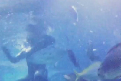 Μερσέντες: Κολυμπά σε ενυδρείο ο Ρόζμπεργκ (video)