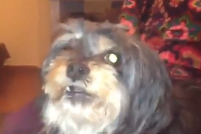 Ρεάλ Μαδρίτης: Σκύλος «δαιμονίζεται» για την Μπαρτσελόνα! (video)