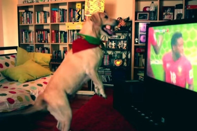 Παγκόσμιο Κύπελλο Ποδοσφαίρου 2014: Σκύλος πανηγύρισε για την Πορτογαλία (video)