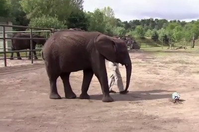 Παγκόσμιο Κύπελλο Ποδοσφαίρου - Προημιτελικά: Ελεφαντίνα βλέπει Γερμανία (video)