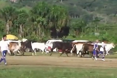 Περού: Ντου... αγελάδων σε ποδοσφαιρικό ματς! (video)