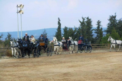 Αμαξοδήγηση: Οι νικητές των Πανελλήνιων Αγώνων