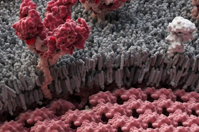 Έμπολα: Το ερωτηματικό του 2014!