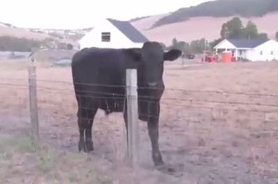 Κριστιάνο Ρονάλντο: Τώρα τον μιμούνται και... άγρια ζώα! (video)