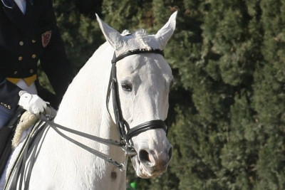 Ιππασία: Νέα μετάλλια στην Ιταλία