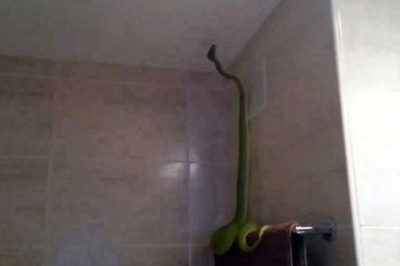 Ίσως ό,τι πιο τρομακτικό και απροσδόκητο μπορούσε να βρει στο μπάνιο του! (video)