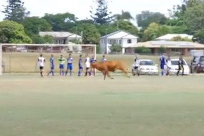 ΔΕΝ ΥΠΑΡΧΕΙ! Ταύρος έκανε… ντου σε ποδοσφαιρικό αγώνα! (video)