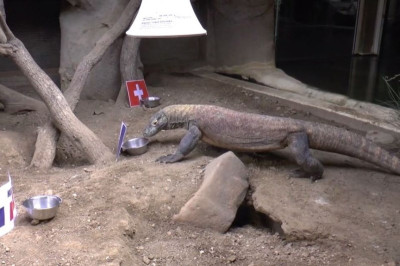 Euro 2016: Ποιος Πολ το χταπόδι; Πλέον υπάρχει ο… Λιζαρ(ντρ)αζού!