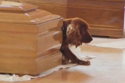 Σεισμός Ιταλία - Αφοσιωμένος ως το θάνατο: Σκύλος «φυλάει» το φέρετρο του ιδιοκτήτη του