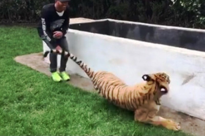 Ο Λουίς Χάμιλτον τρομάζει τίγρη! Δείτε την αντίδρασή της! (video)