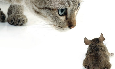 Τομ και Τζέρι σε… νέες περιπέτειες!