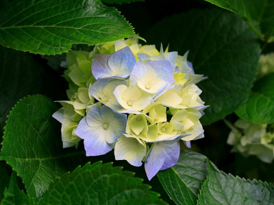 Test Article