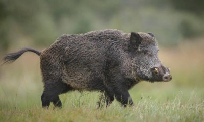 Επικό! Διάσημος τεχνικός τράκαρε με αγριογούρουνο! (photos)