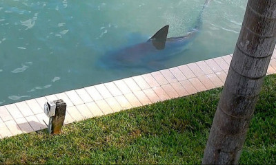 Μεγάλος καρχαρίας βγήκε στα ρηχά προκαλώντας πανικό (video)