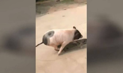 Κι όμως δεν σας γελούν τα μάτια σας - Ένα γουρούνι κάνει σκέιτ (video)