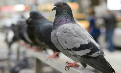 Απίστευτη κομπίνα στο Αγρίνιο: «Ρίχνουν» περιστέρια στα μπαλκόνια κατοίκων - Δείτε το λόγο!