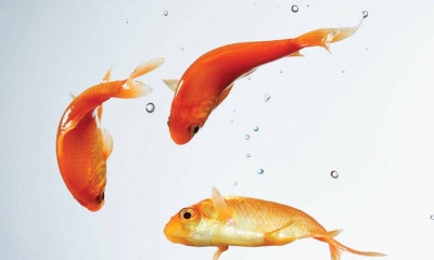 Χρυσόψαρα όλοι μας…