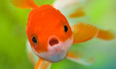 Μνήμη Χρυσόψαρου:  Αλήθεια ή Μύθος;