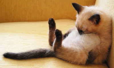 Paranormal Activity... γάτας!