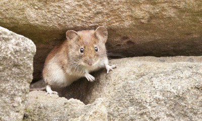 Ποντίκι-νίντζα απέφυγε με εναέρια κλωτσιά επίθεση φιδιού (video)