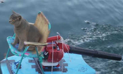 Ποιος είπε ότι οι γάτες δεν γουστάρουν το νερό;