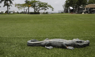 Απίστευτο: Αλιγάτορας χτύπησε το κουδούνι σπιτιού σαν κανονικός κύριος