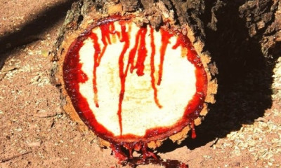Αυτό είναι το δέντρο που... ματώνει (photos)