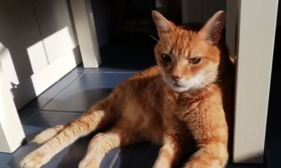 Συγκινητική ιστορία! Αυτός ο γάτος ήταν ετοιμοθάνατος, αλλά ήρθε η πιο γλυκιά ανατροπή (video)
